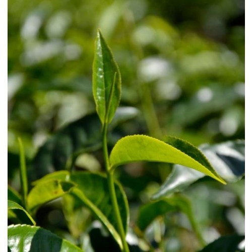 De beste herstel-shake voor trail runners?